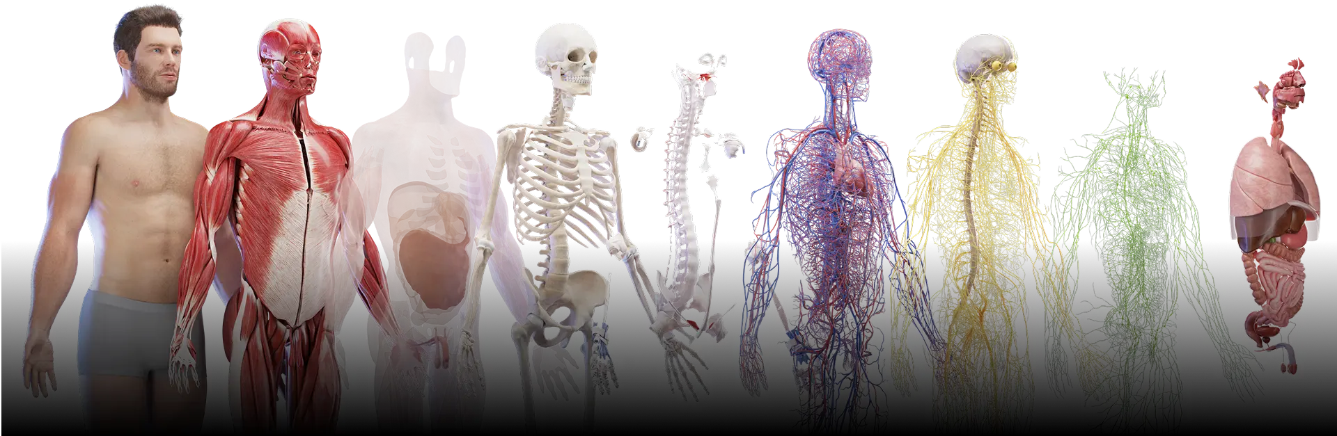 human