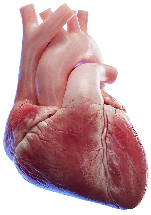 heart