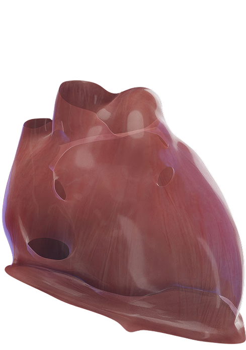 heart