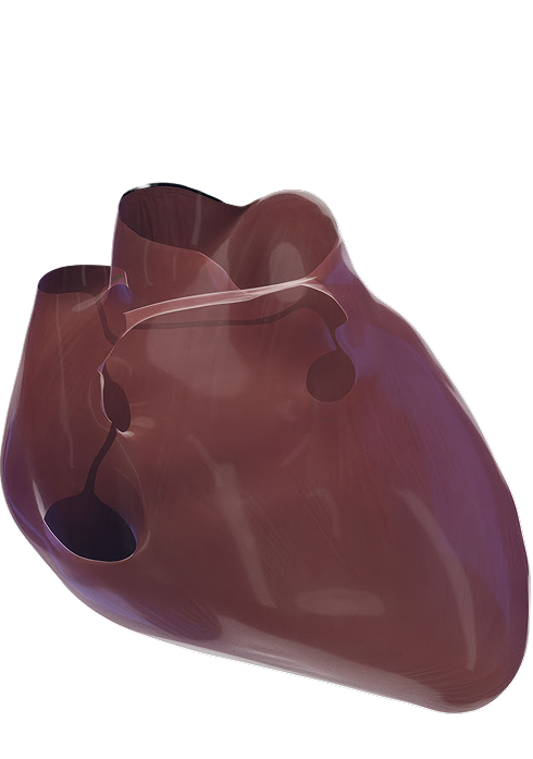 heart