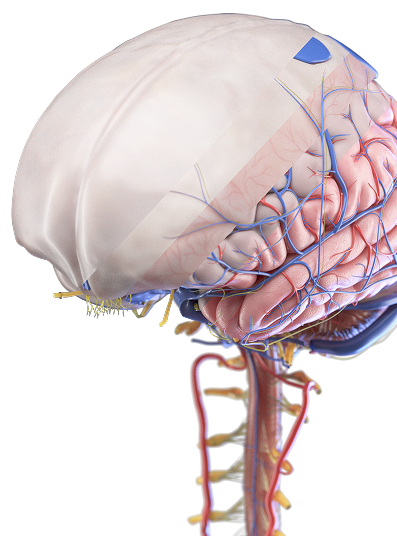 brain