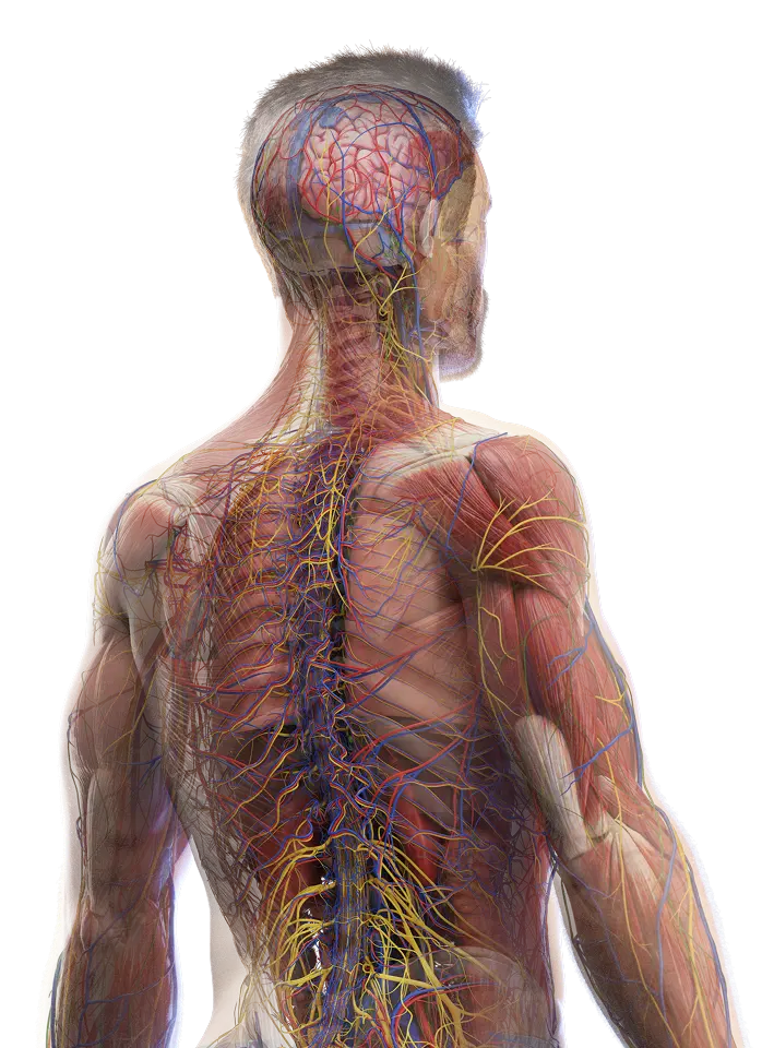 Back view of human anatomy model