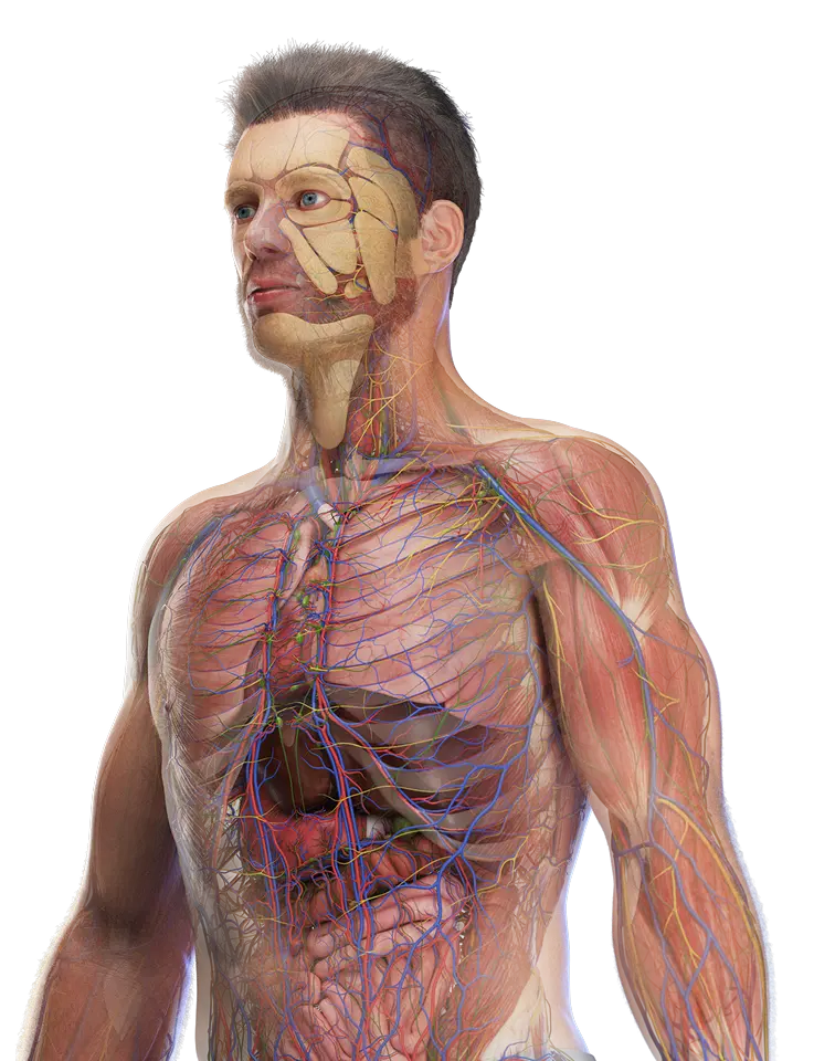 Front view of human anatomy model