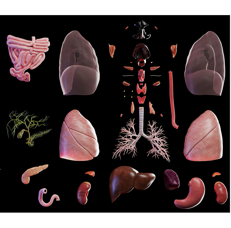organs